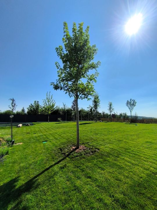 Plantam arbori de talie mare